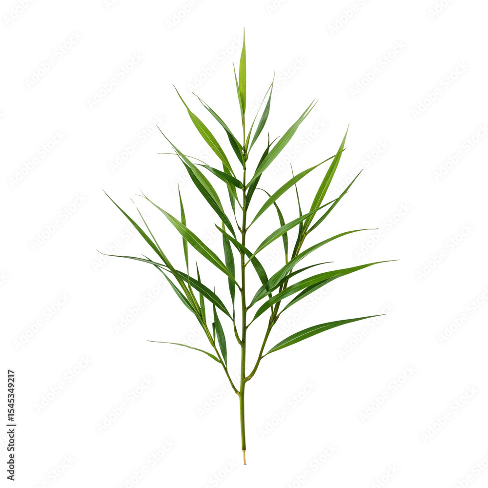 Naklejka premium Green bamboo plant branch on white background 