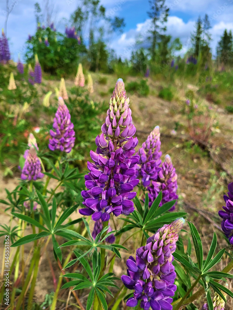 Fototapeta premium Lupin flower in Norway