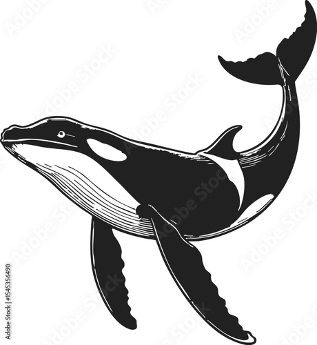 Killer Whale engraving etching drawing showcasing the majestic presence of an orca in a vintage style illustration amidst a serene oceanic environment