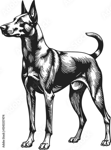 Labraheeler engraving on white background showcasing a noble stance and meticulous etching of the breed's unique features in vintage style