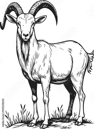 Nubian Goat engraving illustration featuring a standing goat with curved horns and detailed fur in vintage style