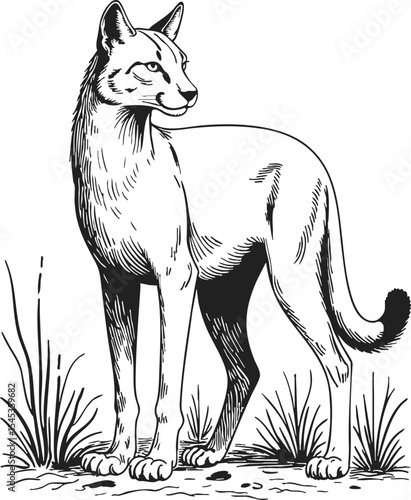 African Golden Cat realistic line drawing, outline vector capturing the elegance and poise of a feline in a natural setting