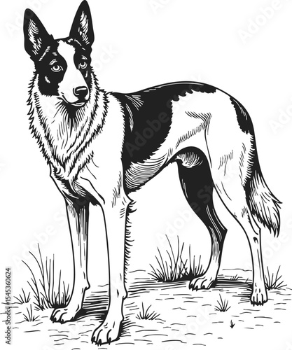 Aussiedor line art vector features a remarkable vintage engraving of a standing dog in a natural setting with detailed fur patterns and expressions
