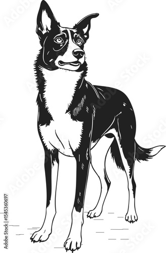 Australian Kelpie Dog vintage engraving tattoo design showcasing a standing black and white dog with an alert expression, perfect for tattoo enthusiasts and animal lovers