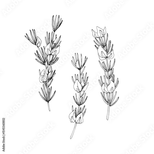 Vector hand-drawn illustrations of rooibos sprigs. Black and white sketch of ingredient for herbal tea.