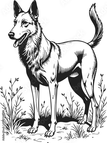 Berger Picard engraving illustration depicting a proud and alert dog standing amidst tall grass in a vintage style