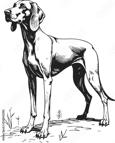 Bloodhound hand drawn engraving in vintage style depicting a proud dog standing amidst grass, showcasing intricate inked outlines and classic design elements