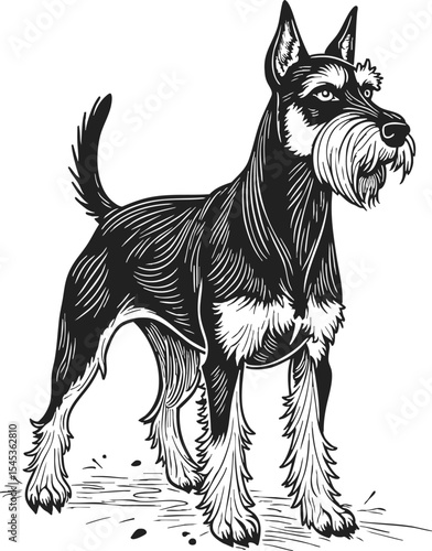 Cesky Terrier single object engraving showcases a majestic, vintage-style representation of a loyal dog standing confidently on a grassy terrain