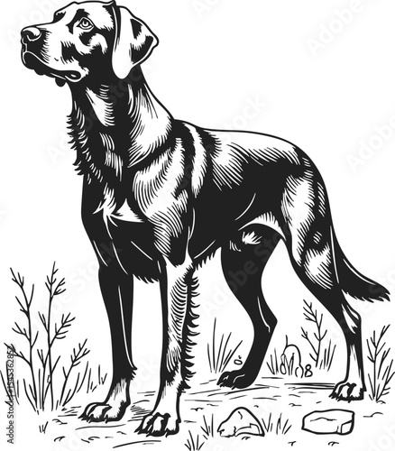Chesapeake Bay Retriever detailed vintage engraving is a beautifully crafted line drawing showcasing the elegance and strength of this loyal breed in a natural setting