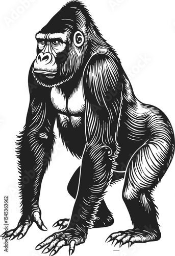 Eastern Gorilla black and white illustration showcasing the majestic creature in a crouched position amidst a vintage engraving style