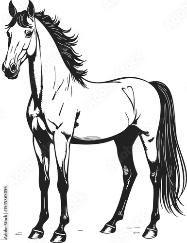 Horse engraving illustration showcasing a detailed black line drawing of a majestic horse in a vintage style capturing its elegance and strength