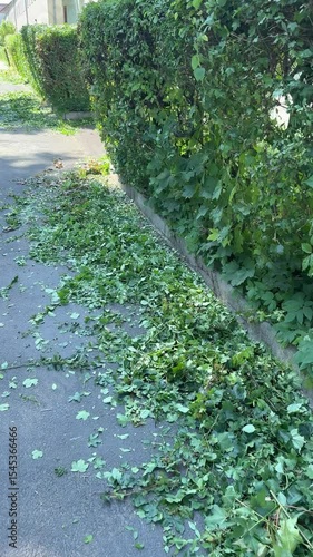 freshly cut shrub cutting on urban sidewalk