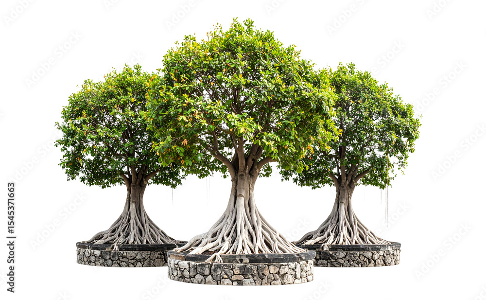 Fototapeta premium Three Ancient Banyan Tree with Exposed Roots and Stone Base, isolated on transparent background