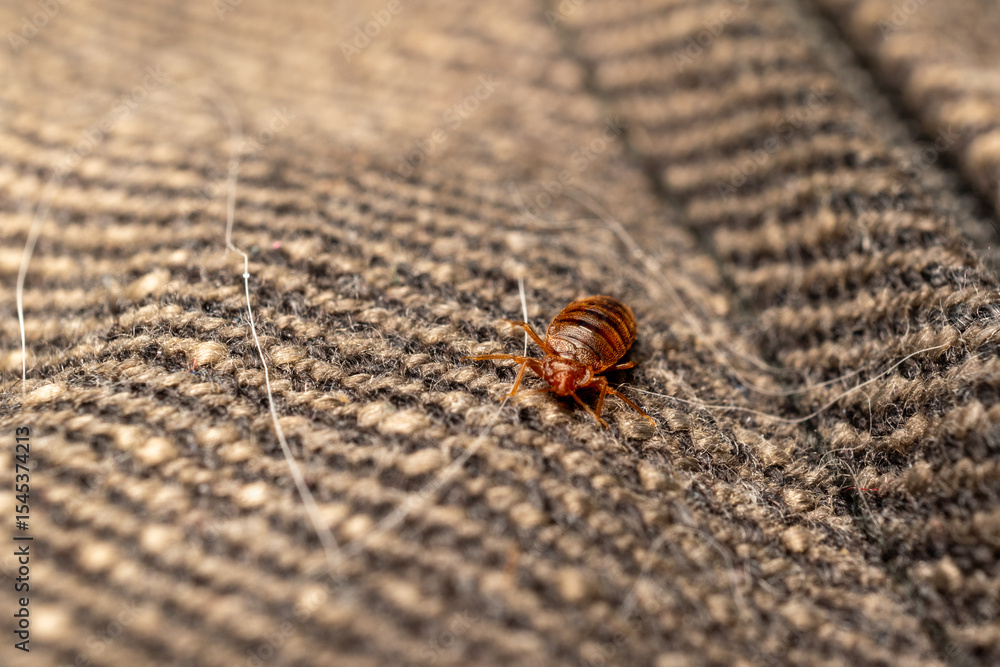 Obraz premium Bed bug