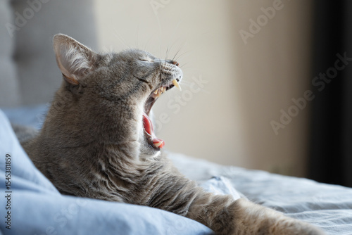 Gray tabby cat yawning while lying on a bed, showing teeth and tongue in a relaxed indoor setting.