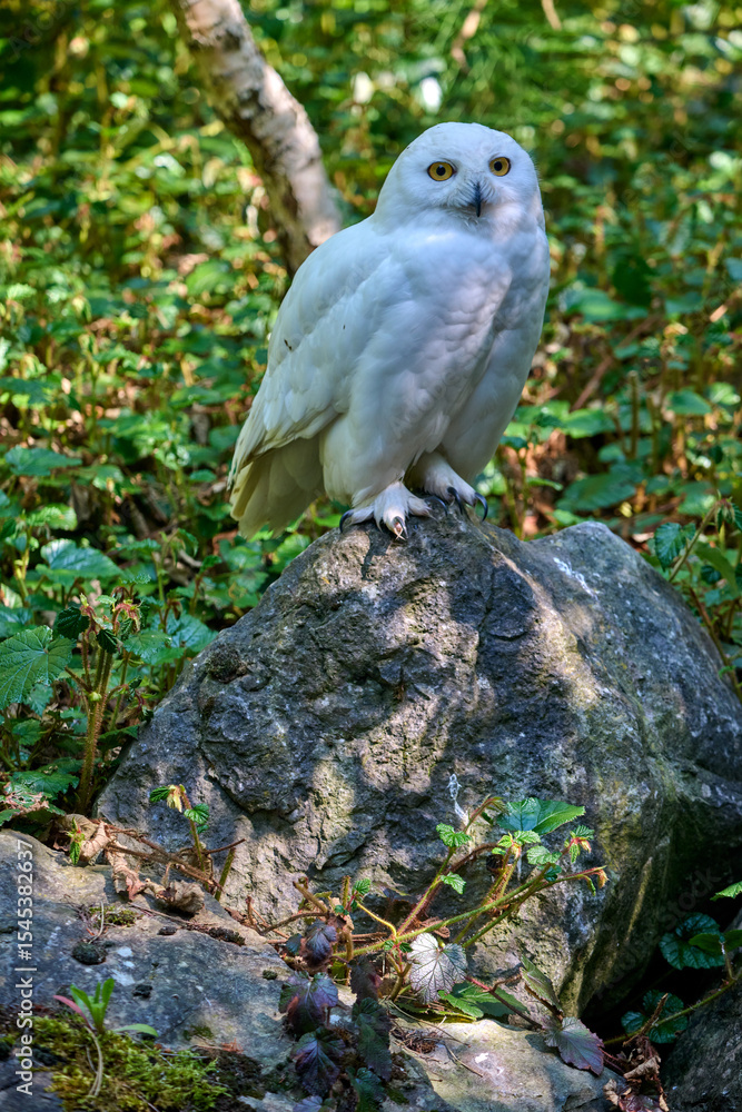 snow owl snow owl