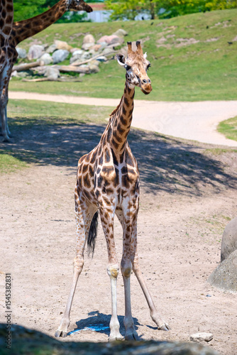 Photography giraffe in the zoo