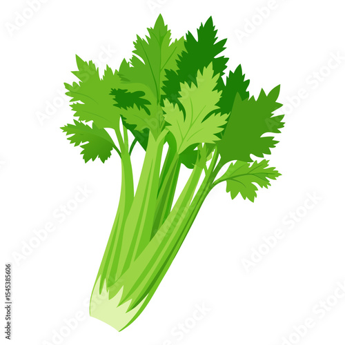Fresh green celery stalks and leaves vector illustration for healthy eating and cooking