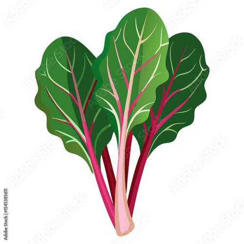 Fresh organic swiss chard vector illustration for healthy eating and cooking recipes ideas