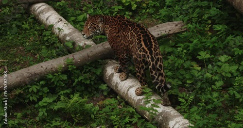 A powerful jaguar goes along the trunk of a fallen tree, demonstrating an exceptional balance in the ecosystem of lush forests. Wild Jaguar demonstrates natural dexterity and wild movements.