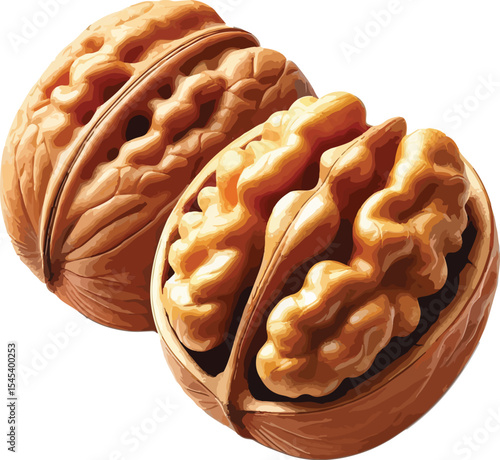 Realistic illustration of a walnut with an open shell showing its nutty interior