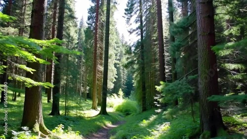Sunlit Forest with Bird Sounds and Soft Breeze - 4K,forest, tree, nature, green, wood, pine, trees, landscape, summer, path, woods, park, sun, road, foliage, sunlight, spring, environment, autumn.
