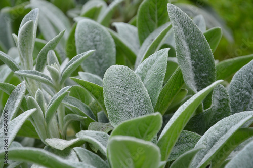 Lamb’s Ears ,Silver carpet lambs ears, Stachys byzantina leaves background. Closeup photo outdoors. Landscaping, growing groundcover plants concept.