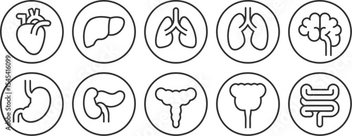 Line art icons depicting various human organs arranged on a light background