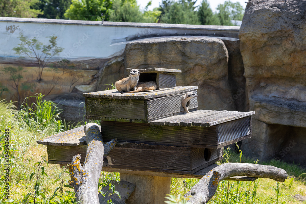 Fototapeta premium bee hives in the forest