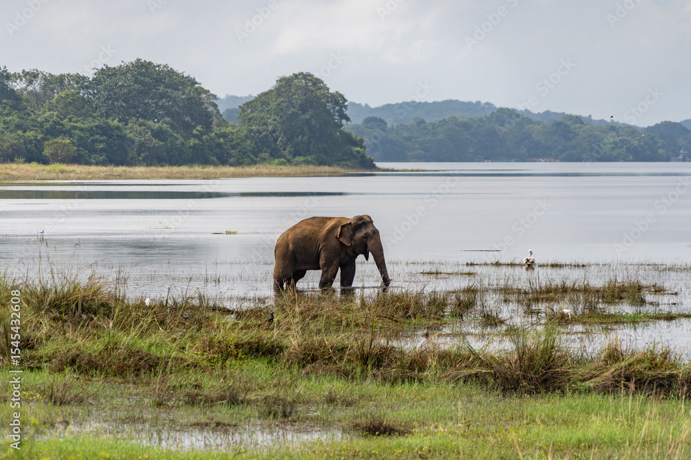 Wild Sri Lankan elephant grazing peacefully in shallow lake water, captured in a serene natural habitat. Wildlife and Travel. Wild Sri Lankan elephant grazing peacefully in shallow lake water, captured in a serene natural habitat. Wildlife and Travel.