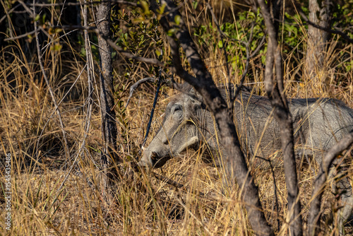 Canvas Print Common Warthog Foraging in Mosi-oa-Tunya National Park, Livingstone, Zambia