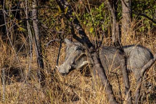 Canvas Print Common Warthog Foraging in Mosi-oa-Tunya National Park, Livingstone, Zambia
