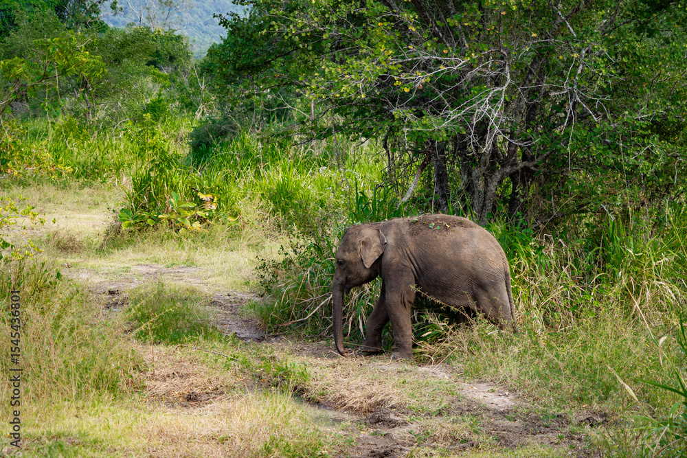Fototapeta premium Wild Sri Lankan elephant seen on safari in a national park, tropical wildlife in natural surroundings