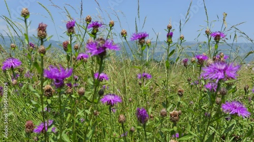 Vibrant summer meadow filled with blooming purple knapweed flowers sways under clear blue skies