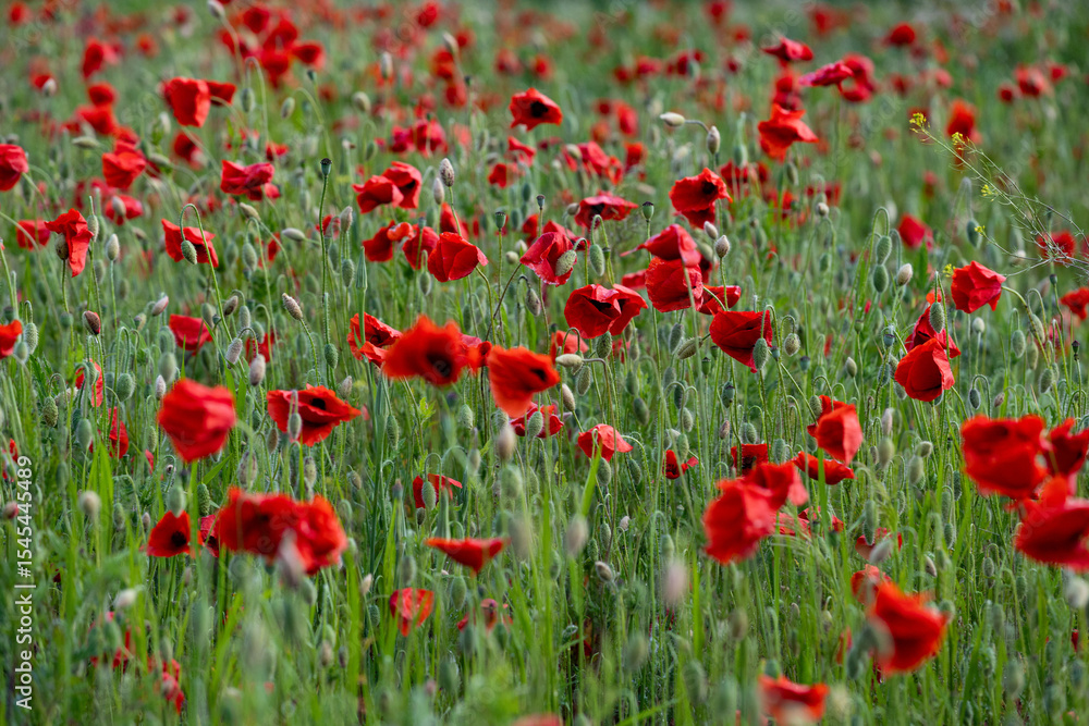Fototapeta premium Close-up of red poppy flowers in full bloom.
