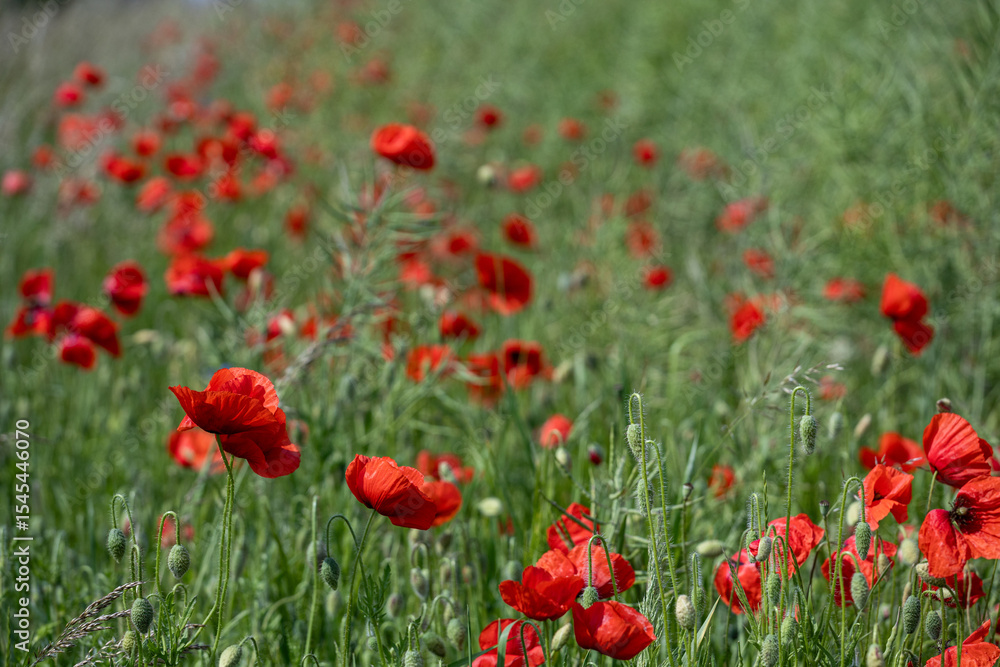 Close-up of red poppy flowers in full bloom. Close-up of red poppy flowers in full bloom.