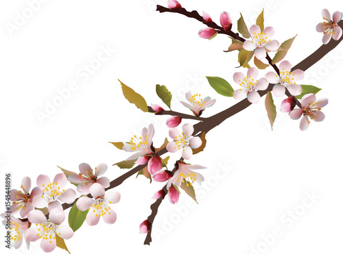 isolated light pink lush blossoming spring branch