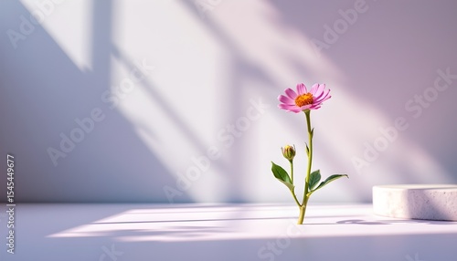 Blooming flower in bright indoor space minimalist photography natural light soft shadows for serenity