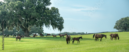 Thoroughbred horse mares and foals in lush green Ocala Florida pasture