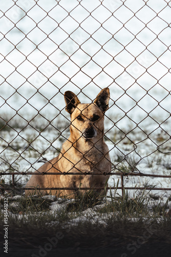 Принти на полотні A dog with light brown hair, sitting behind a rusty fence net on a snow-covered