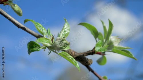 Apple buds against sunny blue sky with new leaves beginning to emerge. Represents seasonal change from winter to spring, showcasing awakening of plant life on farm or in garden