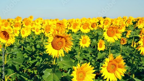 Close up of Sunflower field Slow motion swaying in the wind in sun. Selective focus. Concert dedicated to ripening of the grain harvest in field