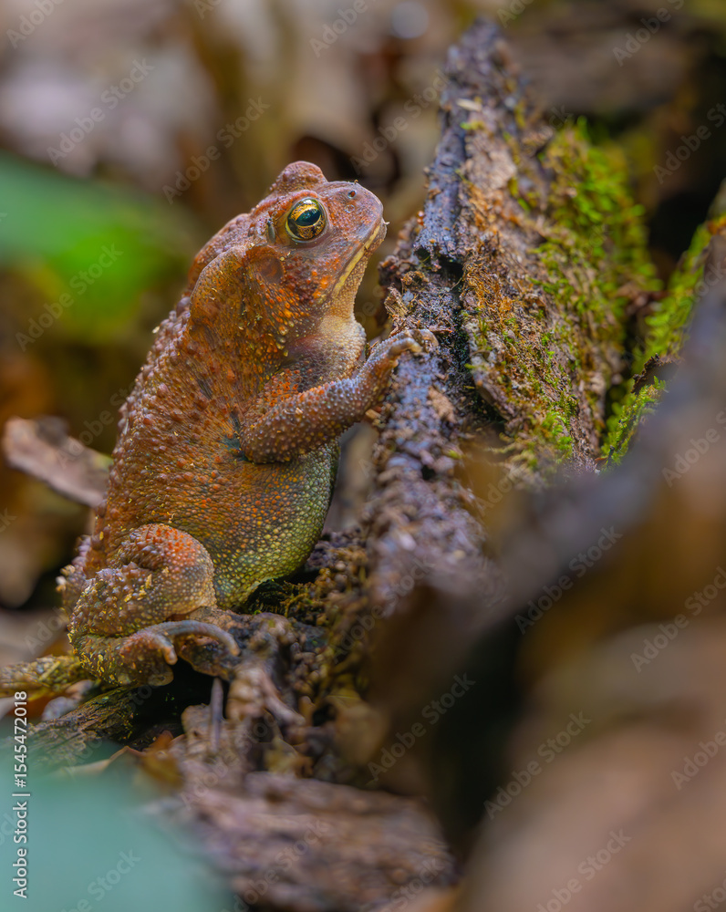Obraz premium An American toad resting against a rotting log. Common in easter North America, this individual was found in Chattahoochee National Forest on the Keown Falls Loop Trail near Lafayette, Georgia