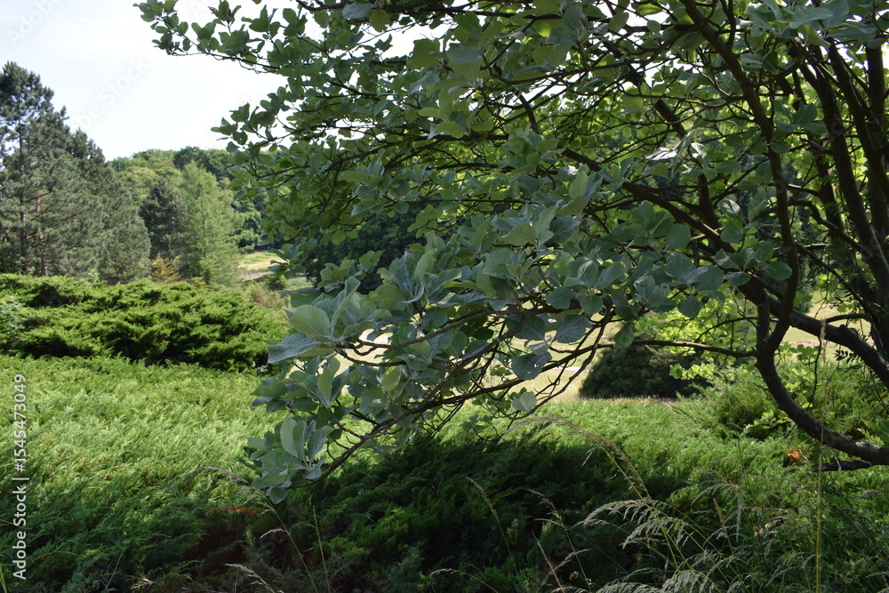 Fototapeta premium a beautiful shot of green trees and grass