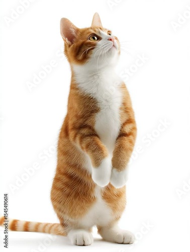 A tiny kitten sits on its hind legs with bright eyes and curious posture, full of charm.
