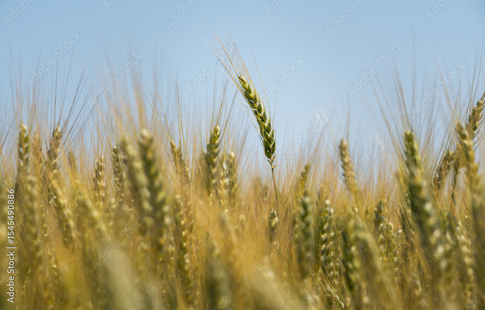 Wachsender Weizen auf einem Feld Wachsender Weizen auf einem Feld