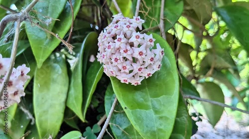 hoya wax plant in bloom, close up of pink star shaped hoya flowers, flowering tropical vine with waxy leaves

