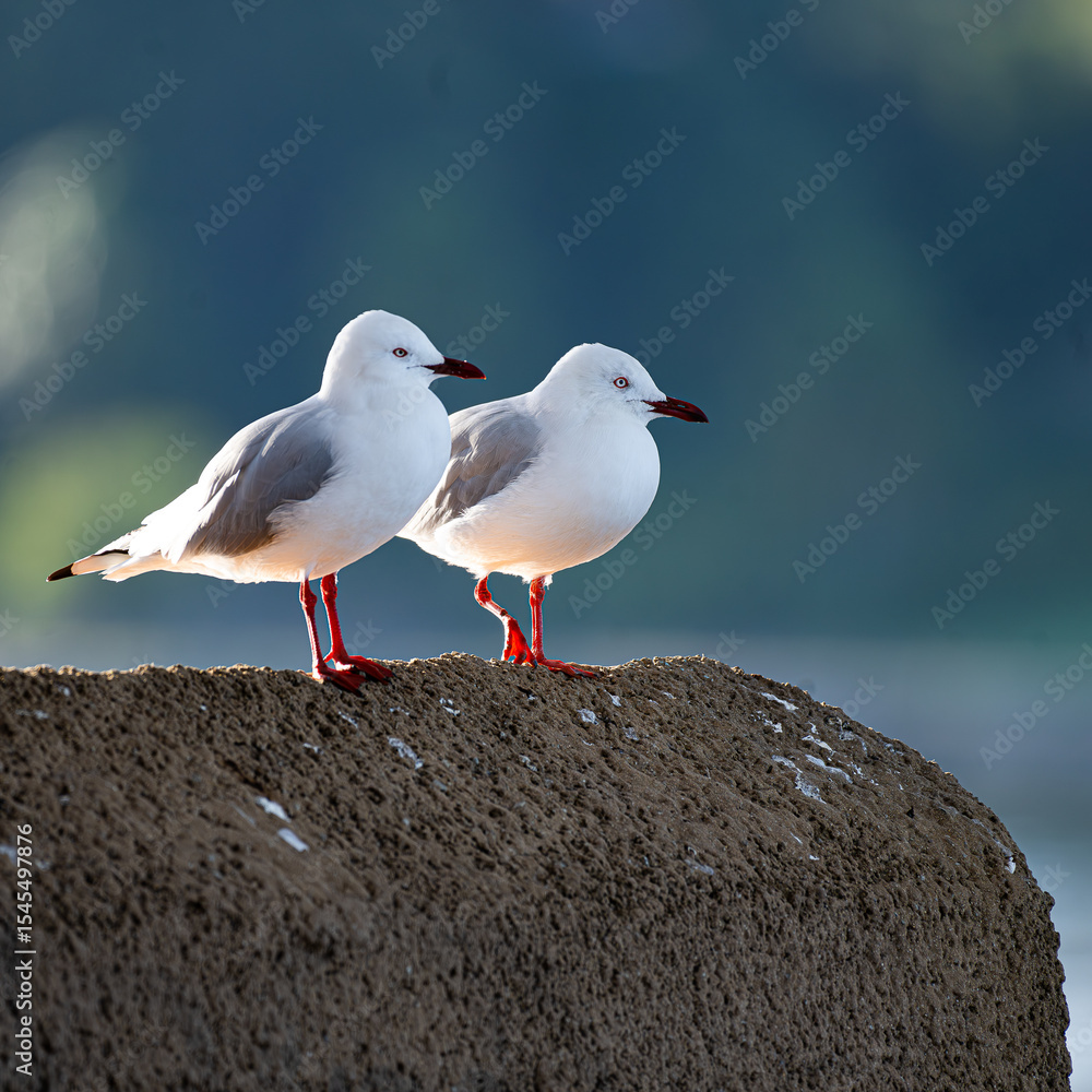 Fototapeta premium seagull on the rock