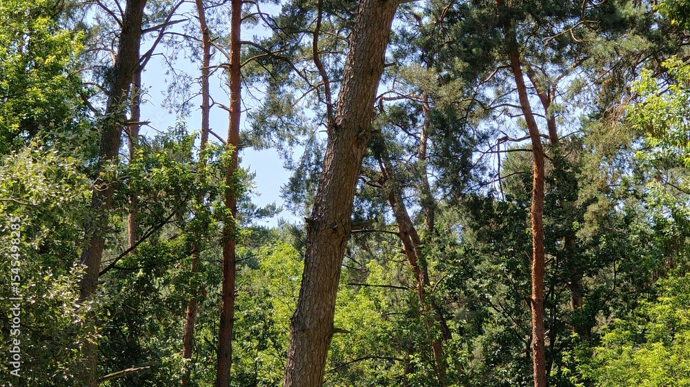 Fototapeta premium beautiful view of the forest