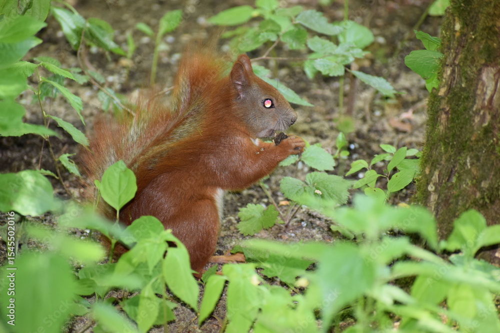 Fototapeta premium squirrel in the park